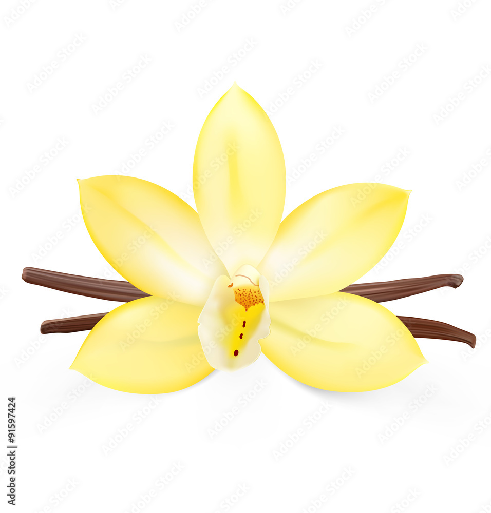 Obraz premium Vanilla flower on white background. Vector illustration