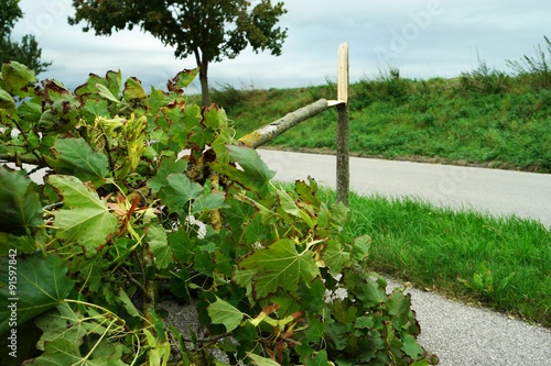 umgeknickter baum I photo