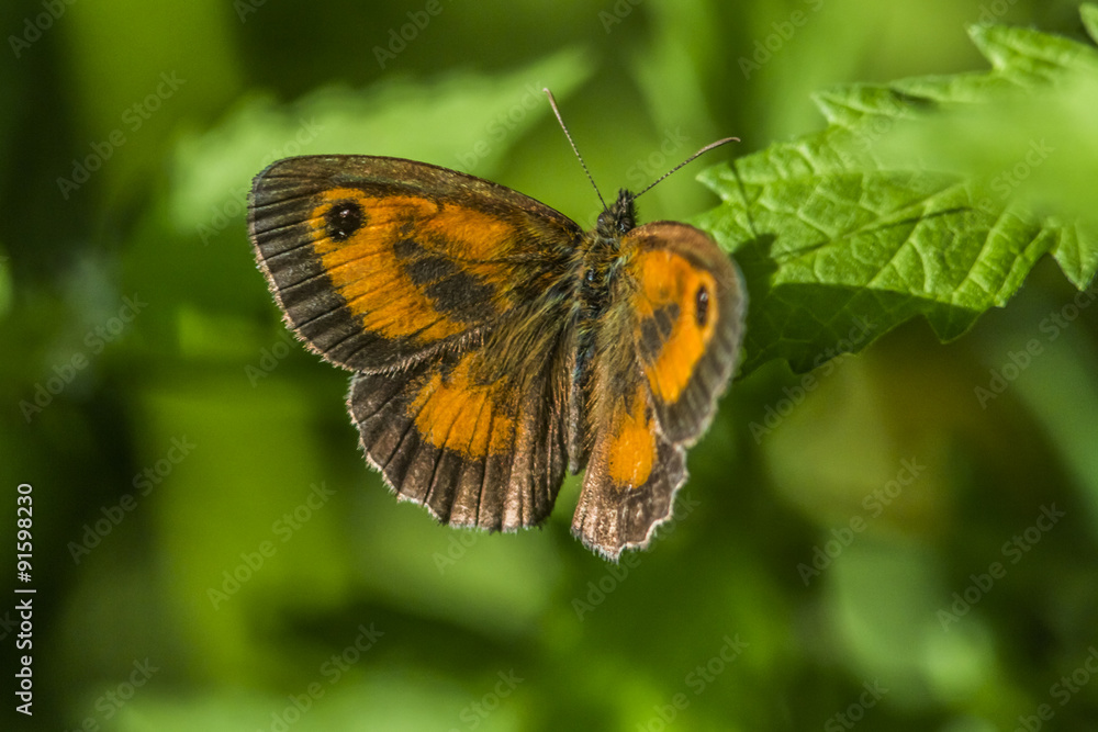 Braungebändertes Ochsenauge (Pyronia tithonus) Braungebändertes Ochsenauge (Pyronia tithonus)