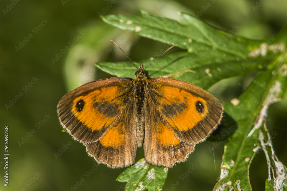 Braungebändertes Ochsenauge (Pyronia tithonus) Braungebändertes Ochsenauge (Pyronia tithonus)