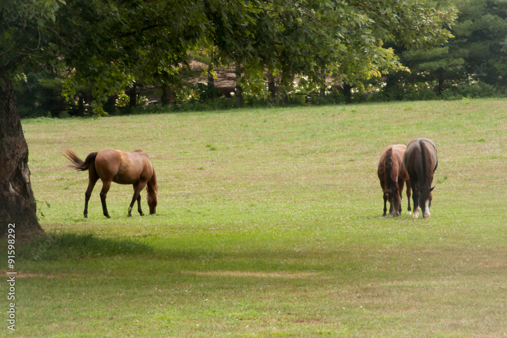 Horse grazing in pasture with a tree Horse grazing in pasture with a tree