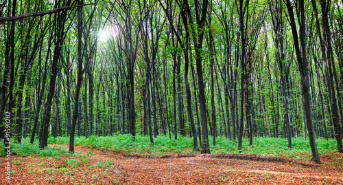 Panorama of a scenic autumn forest. #91598282