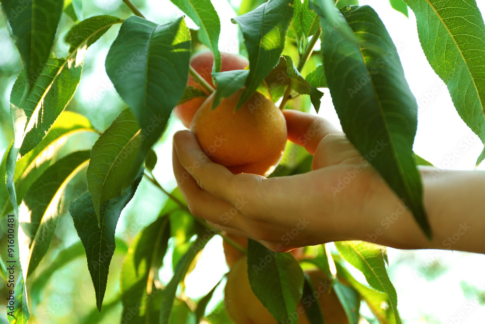 Female hand picking peach from tree Female hand picking peach from tree