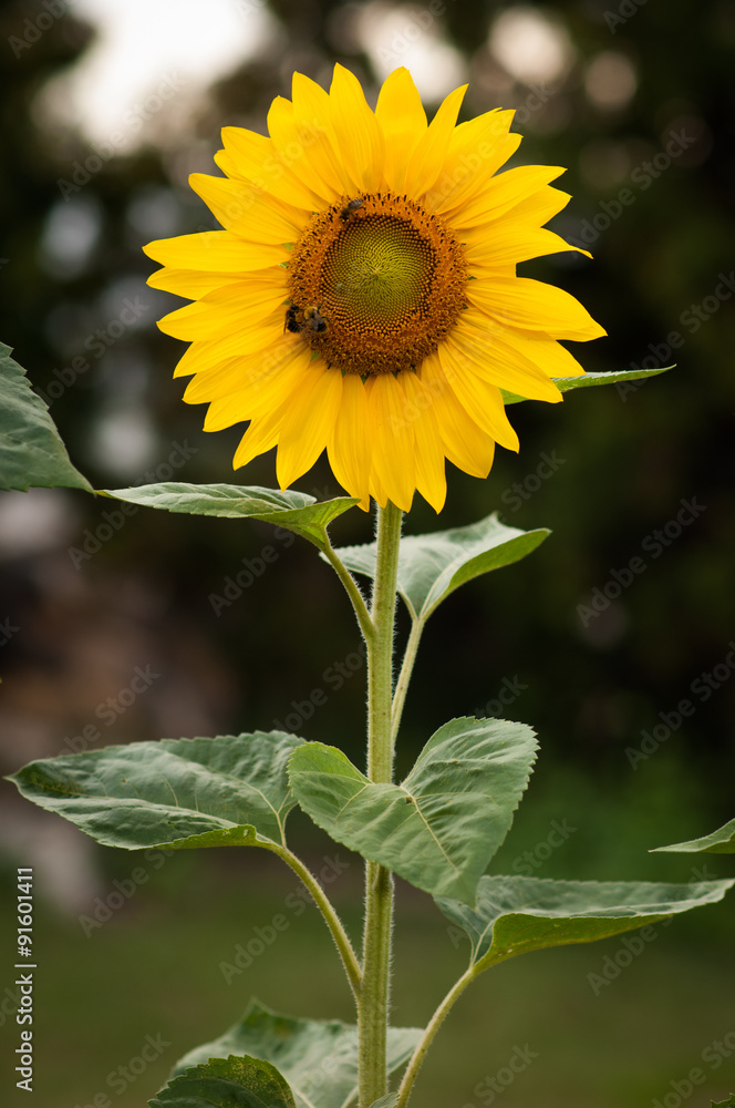 Fototapeta premium Sonnenblume im Garten