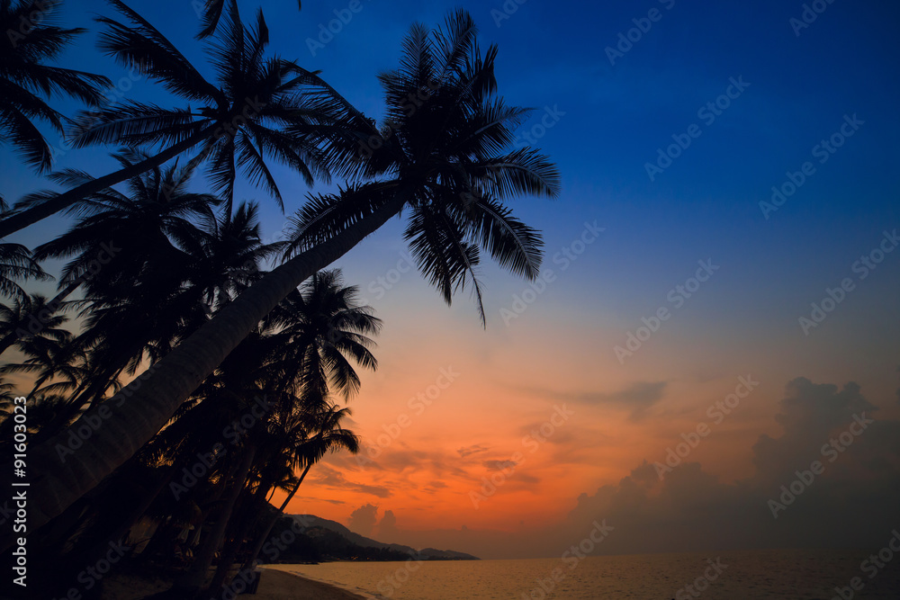 Palm Trees silhouettes on the Colorful Sky Sunset or Sunrise background