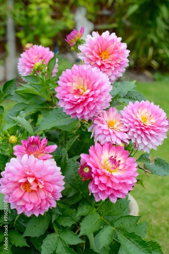 Pink Dahlia Flowers