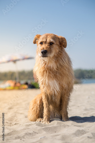 Cute mixed breed dog on sandy beach