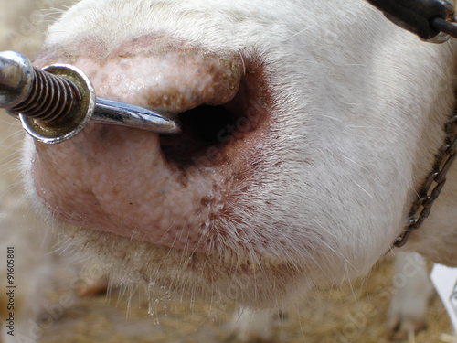 Vaca con anillo en nariz en Argentina