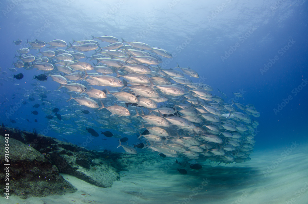 Fototapeta premium trevally baitball
