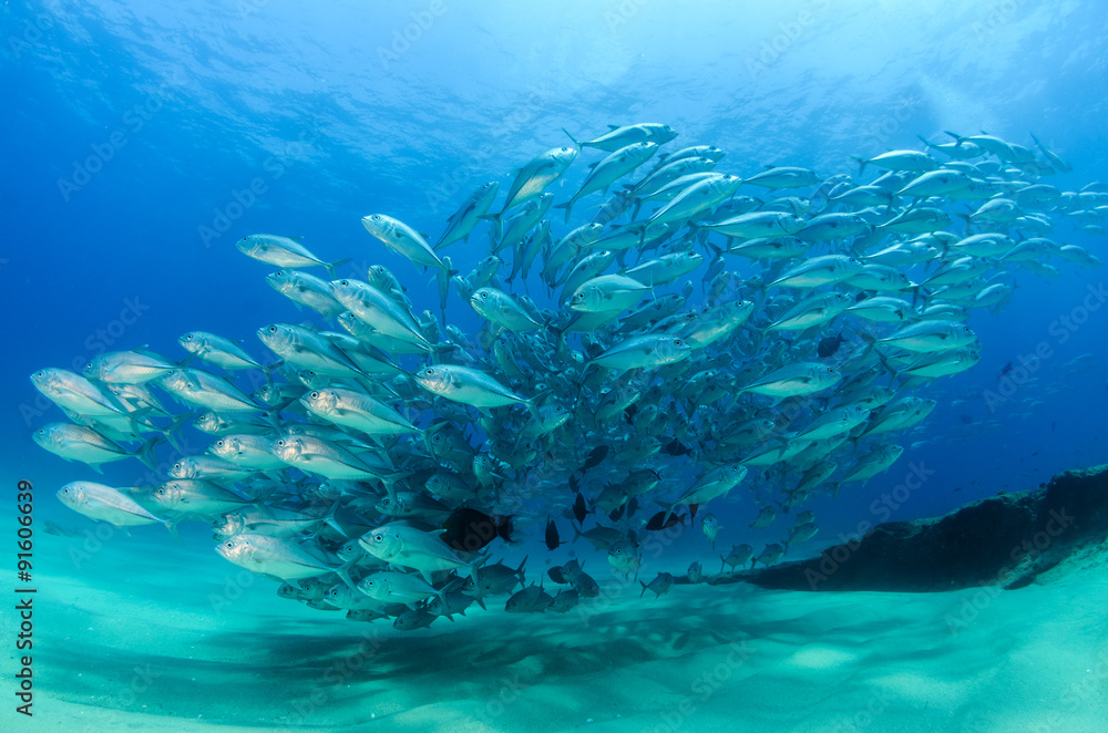 Fototapeta premium trevally baitball