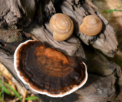 wild Mushrooms