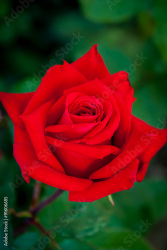 Solitary Red Rose