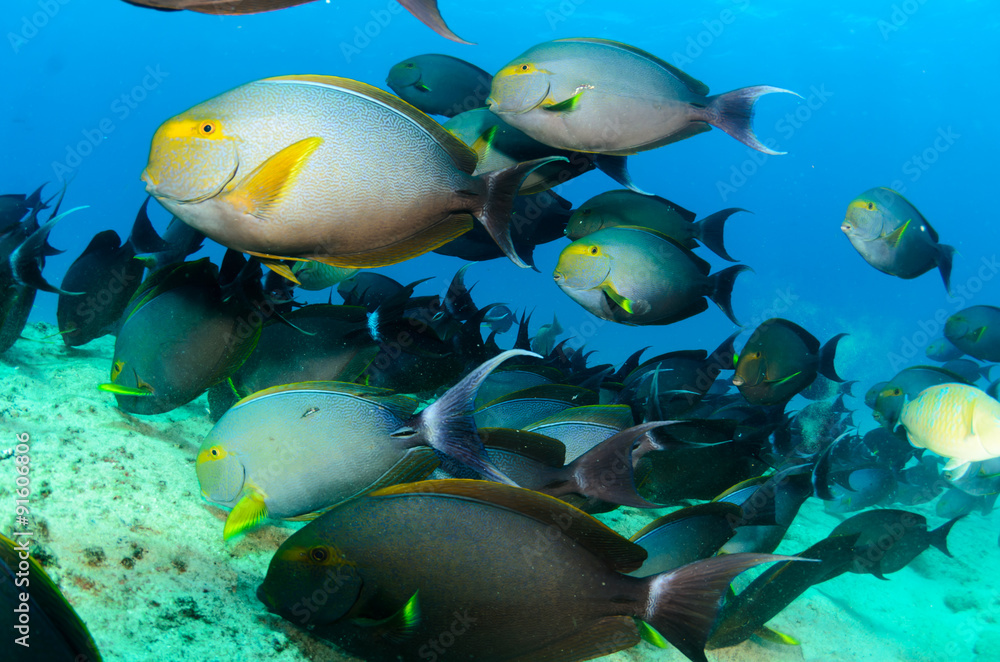 Fototapeta premium (Prionurus punctatus) Yellowtail Surgeonfish. reefs of the Sea of Cortez, Pacific ocean. Cabo Pulmo, Baja California Sur, Mexico. Cousteau named it The world's aquarium.
