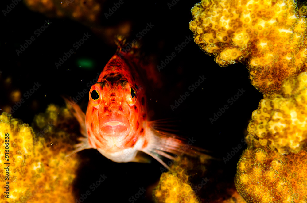 Obraz premium (Cirrhitichthys oxycephalus) Coral Hawkfish. reefs of the Sea of Cortez, Pacific ocean. Cabo Pulmo, Baja California Sur, Mexico. Cousteau named it The world's aquarium.