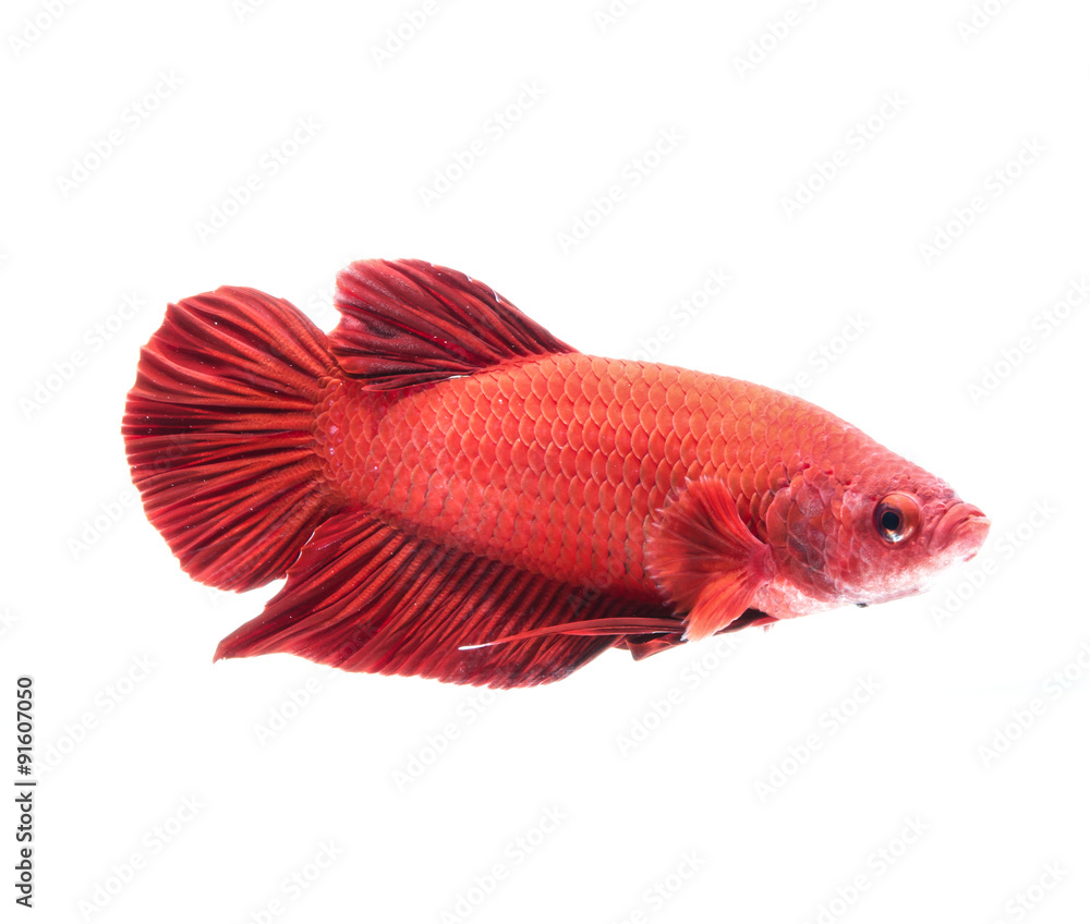 siamese fighting fish, betta splendens isolated on white backgro siamese fighting fish, betta splendens isolated on white backgro