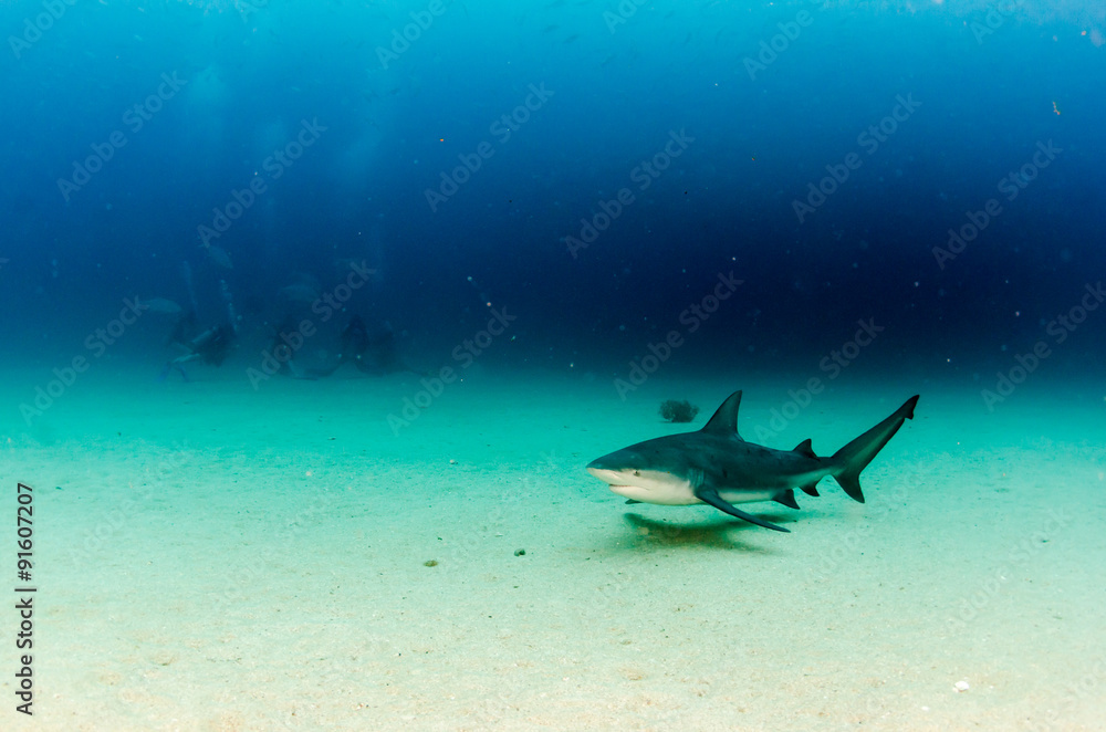 Obraz premium Bull Shark (Carcharhinus leucas). reefs of the Sea of Cortez, Pacific ocean. Cabo Pulmo, Baja California Sur, Mexico. Cousteau named it The world's aquarium.
