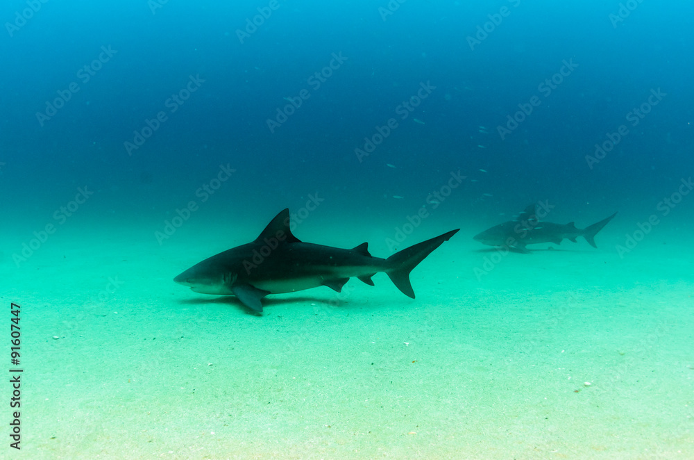 Fototapeta premium Bull Shark (Carcharhinus leucas). reefs of the Sea of Cortez, Pacific ocean. Cabo Pulmo, Baja California Sur, Mexico. Cousteau named it The world's aquarium.