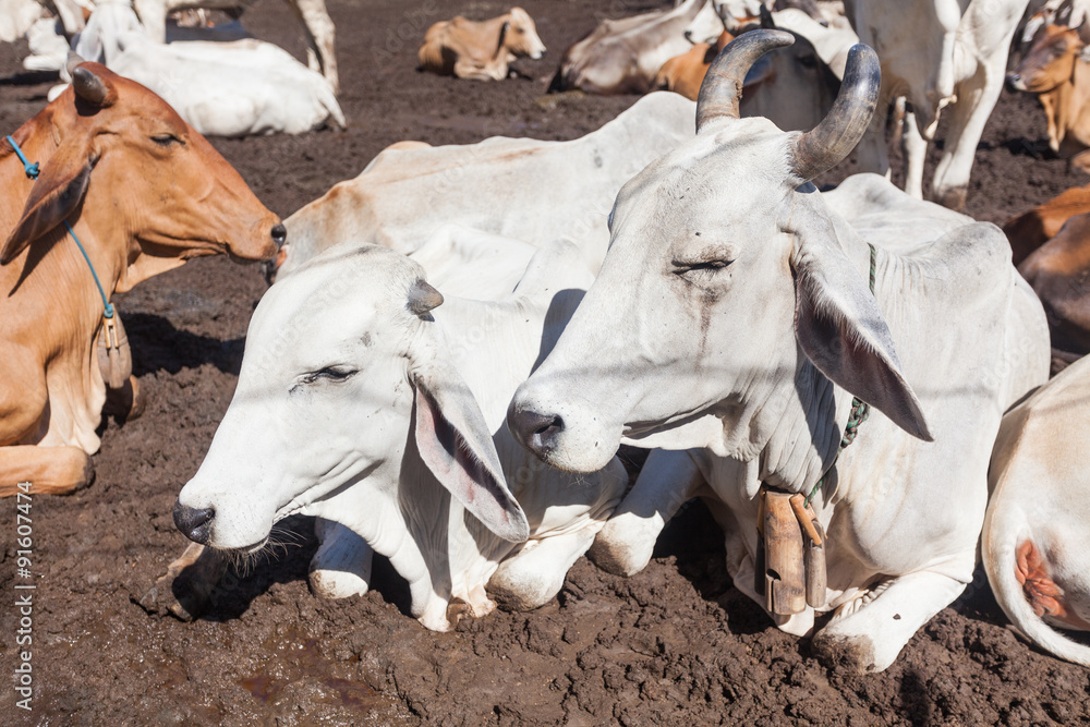 Thai cows resting in a field at southern ,Thailand
