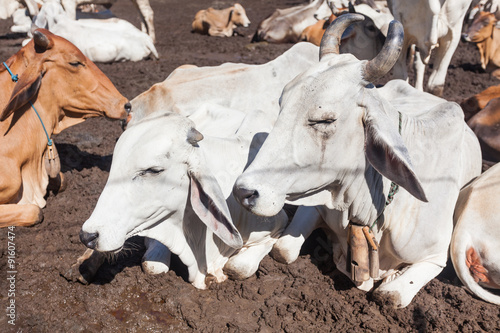 Obraz na płótnie Thai cows resting in a field at southern ,Thailand w salonie