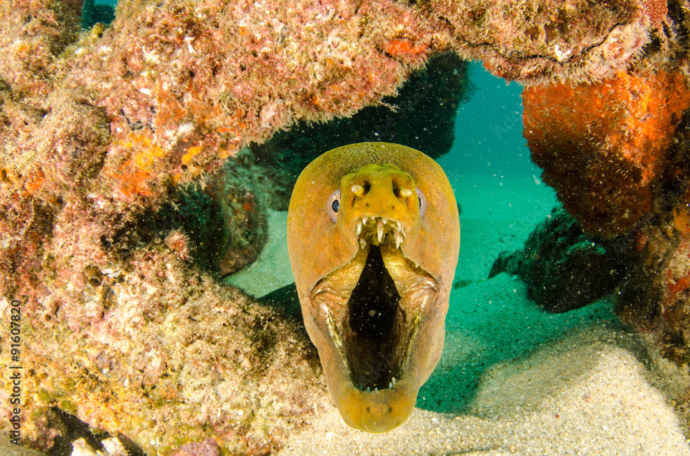 Obraz premium Panamic Green Moray Eel (Gymnothorax castaneus), mouth wide open resting in reefs of the Sea of Cortez, Pacific ocean. Cabo Pulmo, Baja California Sur, Mexico. The world's aquarium.