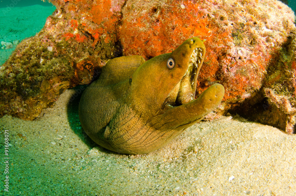 Obraz premium Panamic Green Moray Eel (Gymnothorax castaneus), mouth wide open resting in reefs of the Sea of Cortez, Pacific ocean. Cabo Pulmo, Baja California Sur, Mexico. The world's aquarium.