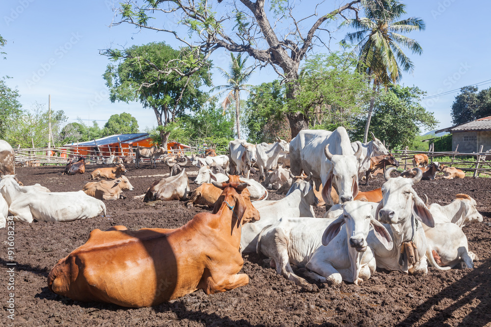 Thai cows resting in a field at southern ,Thailand