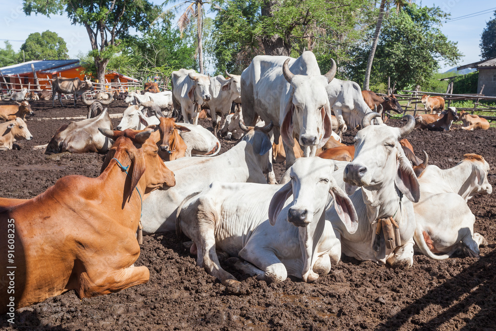 Thai cows resting in a field at southern ,Thailand