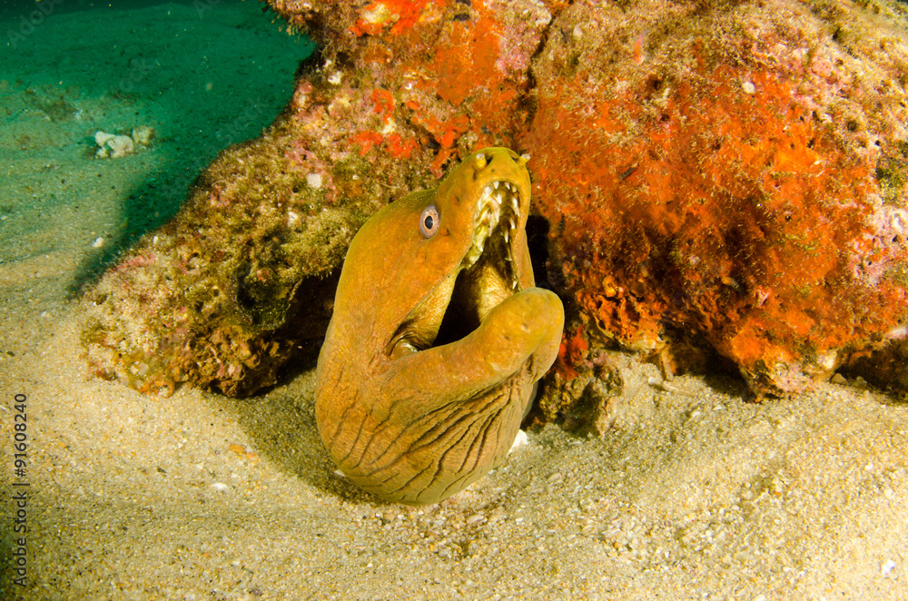 Obraz premium Panamic Green Moray Eel (Gymnothorax castaneus), mouth wide open resting in reefs of the Sea of Cortez, Pacific ocean. Cabo Pulmo, Baja California Sur, Mexico. The world's aquarium.