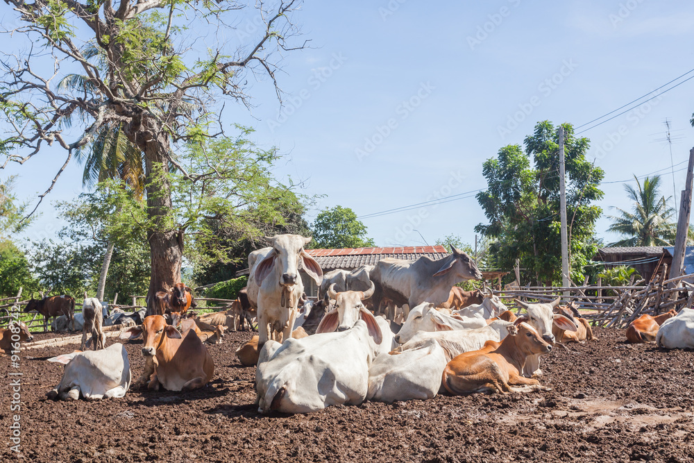 Thai cows resting in a field at southern ,Thailand