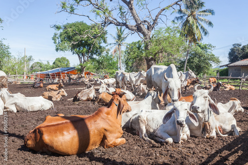 Obraz na płótnie Thai cows resting in a field at southern ,Thailand w salonie