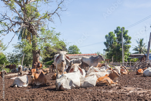 Obraz na płótnie Thai cows resting in a field at southern ,Thailand w salonie