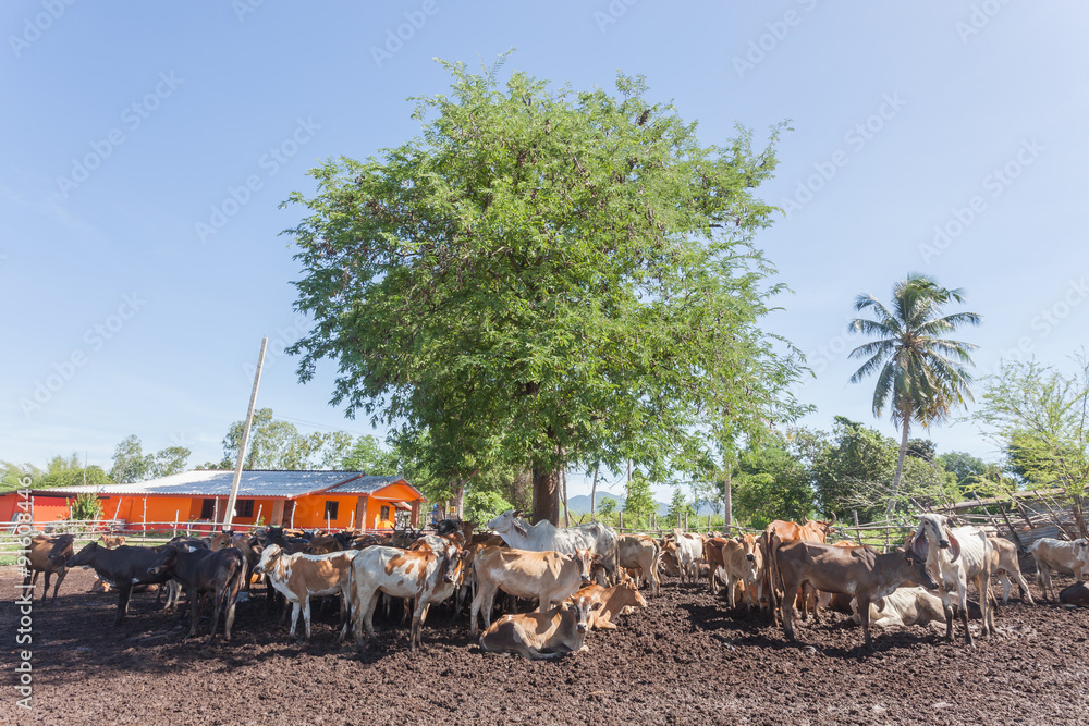 Thai cows resting in a field under tree at southern ,Thailand