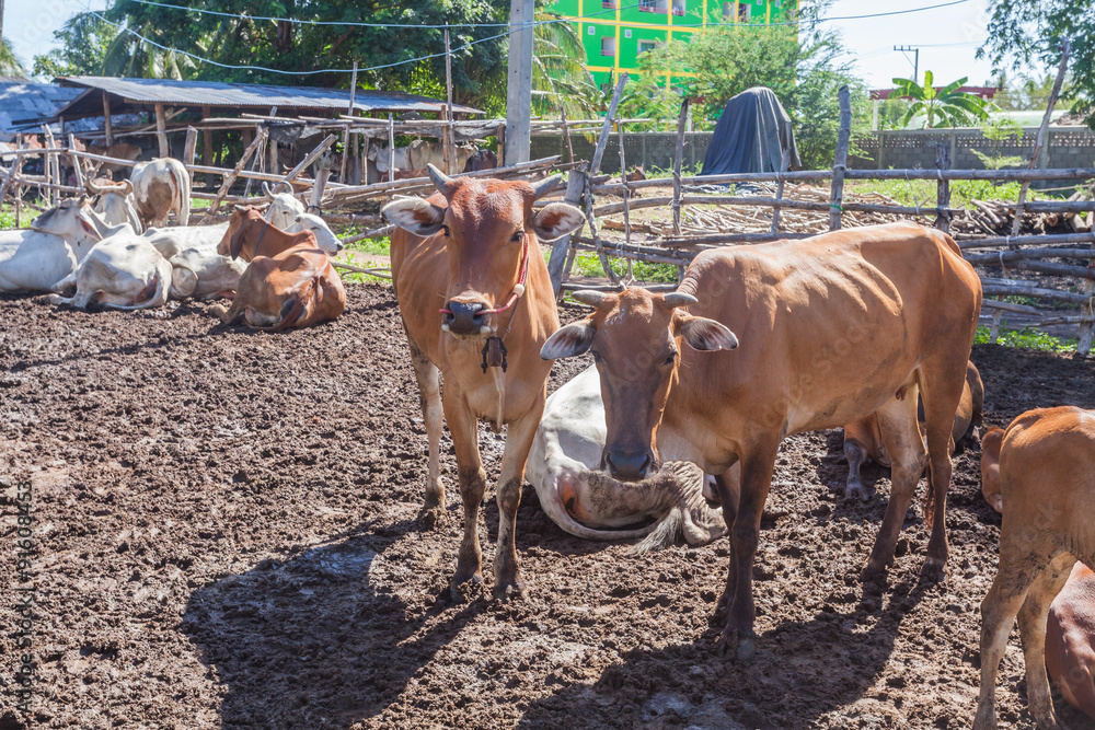 Thai cows resting in a field at southern ,Thailand
