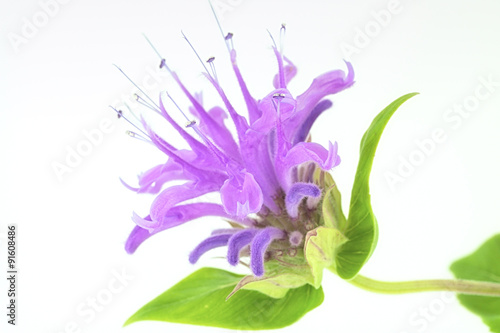 A macro of wild bergamot on white. 