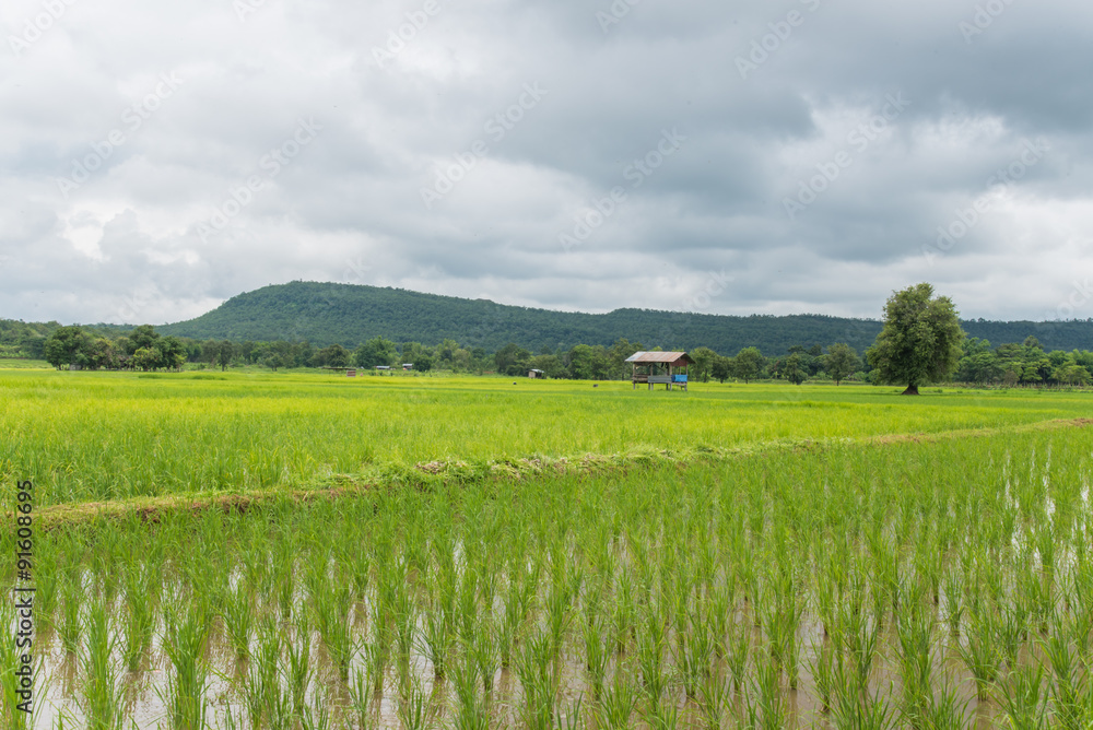 Fototapeta premium paddy rice green field