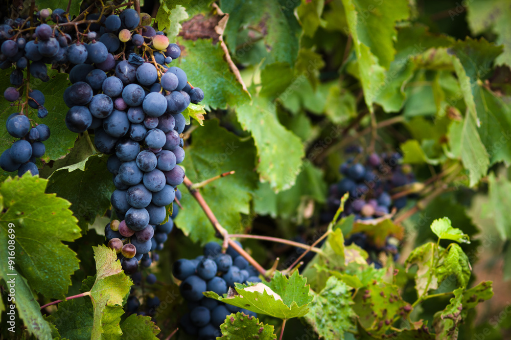 Red wine grapes on the vine with green leaves Red wine grapes on the vine with green leaves