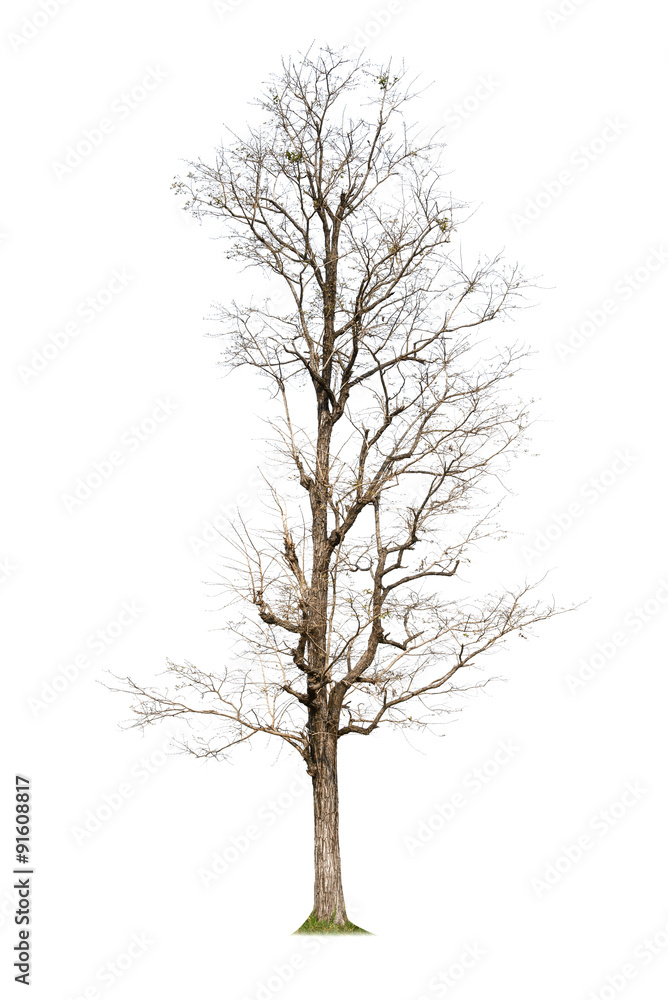 Dead tree isolated with white background Dead tree isolated with white background