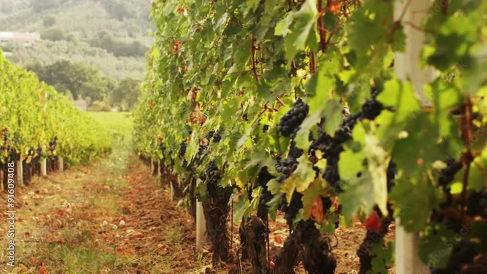 Beautiful shot of Grape in Vineyard at Sunny Day. Beautiful shot of Grape in Vineyard at Sunny Day.