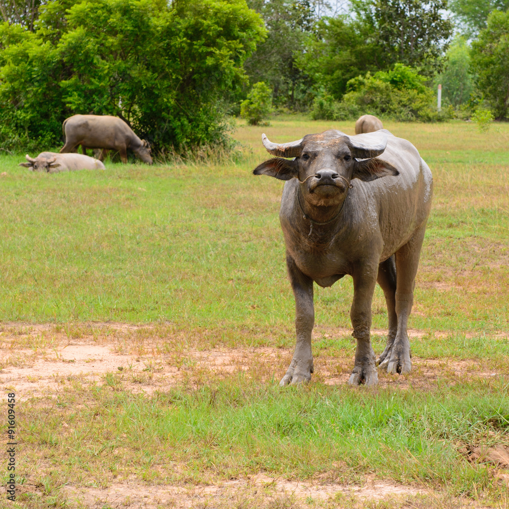 Buffalo