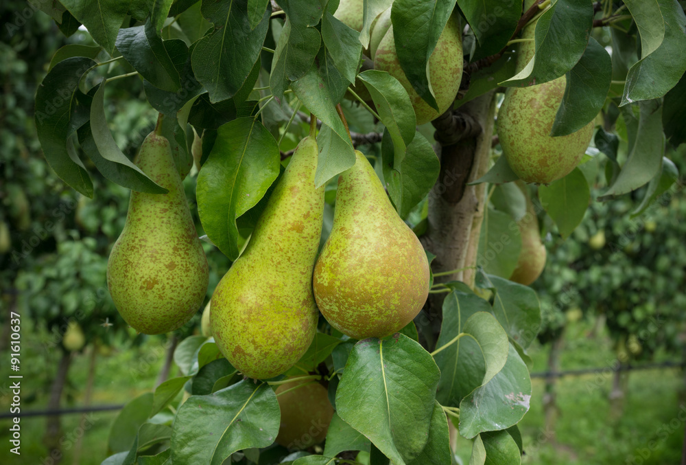 pear tree pear tree