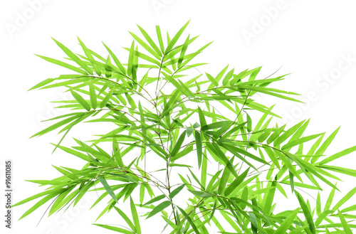 Bamboo leaves isolated on white. © Looker_Studio