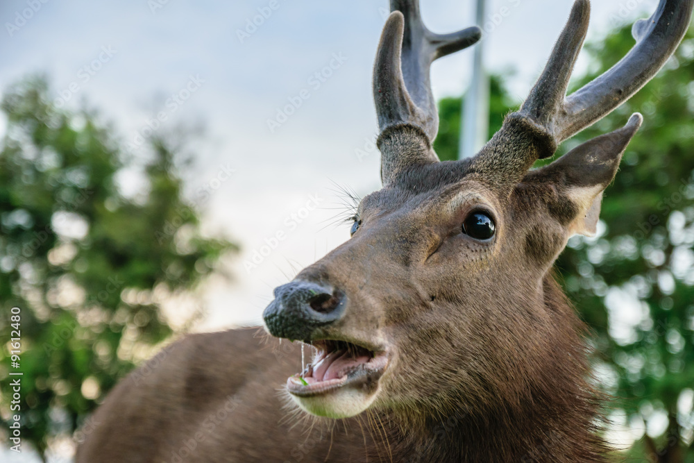 Fototapeta premium Deer in Khao Yai Park
