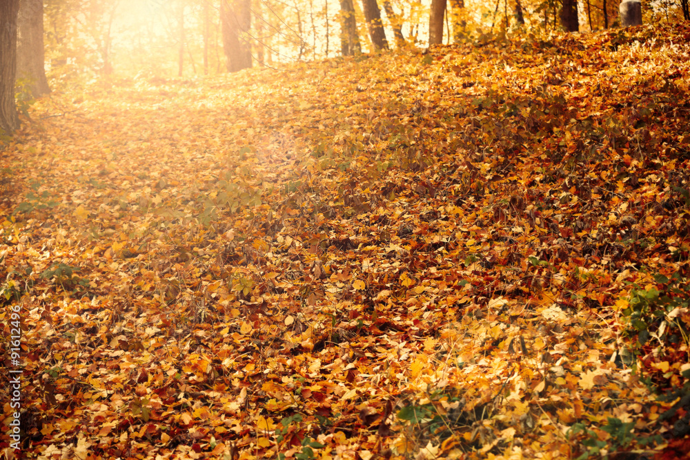 Beautiful autumn park with sunlight