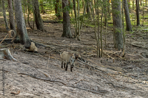 Wallpaper Mural wild boars in forest Torontodigital.ca