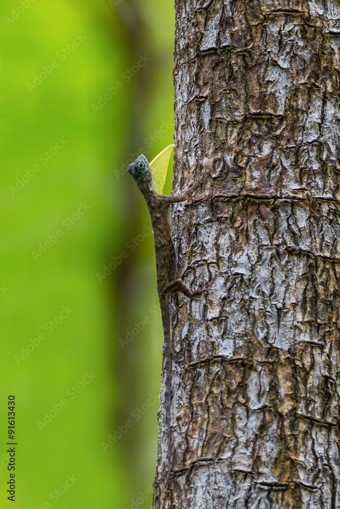 Flying lizard(Draco Linnaeus) spread her chin in nature of Thailand Flying lizard(Draco Linnaeus) spread her chin in nature of Thailand