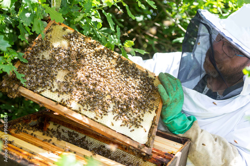 Beekeeper working on his beehives in the garden