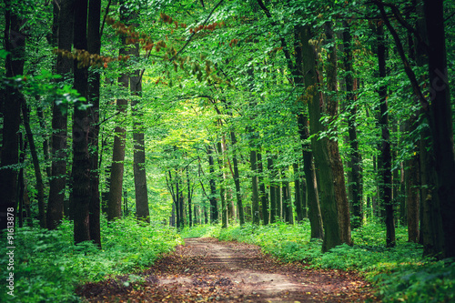 green forest