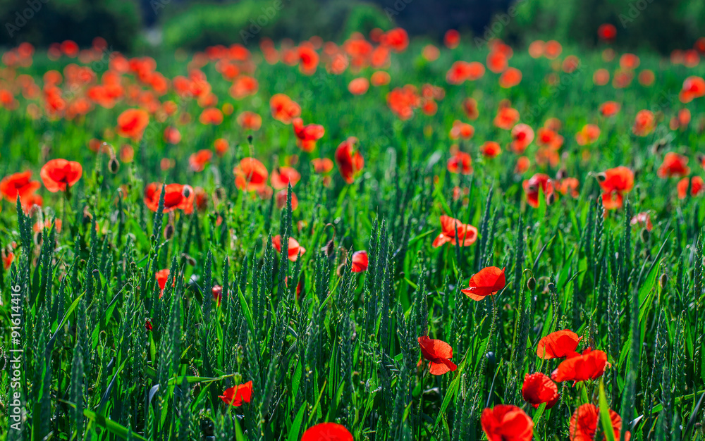 Fototapeta premium Green Field