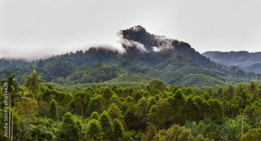 Obraz premium The landscape of mountain and fog with oil palm tree attack 