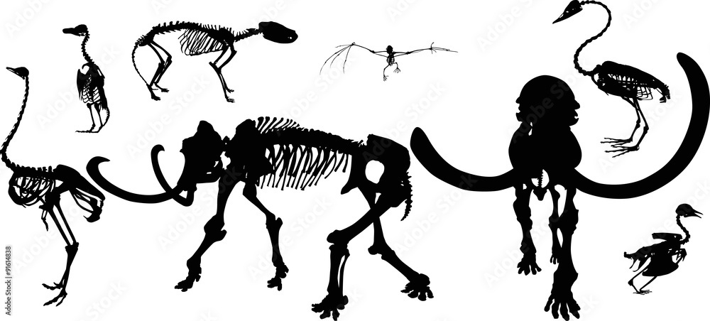 set of animals and birds skeletons on white